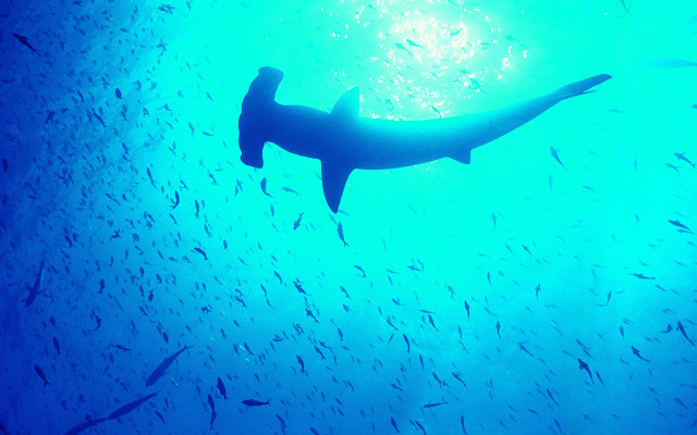 Large shark ocean fish bubble #3 free wallpaper - medium preview image