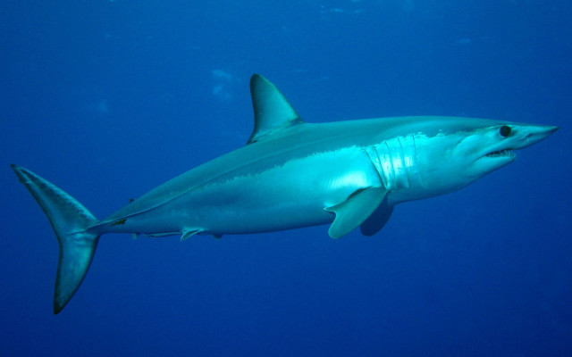 Shark ocean blue blackfin rayonism free wallpaper - medium preview image