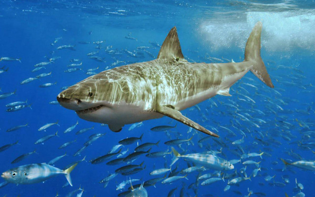 Large shark swimming ocean fish #2 free wallpaper - medium preview image