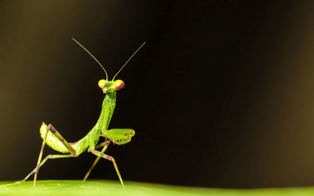 Green praying mantis leaf dark free wallpaper - medium preview image