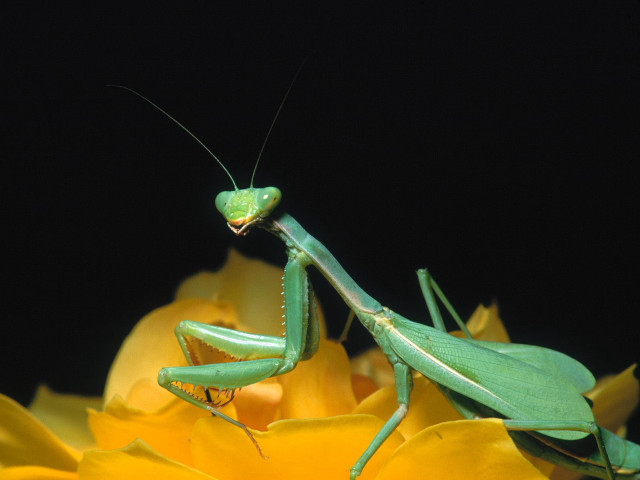 Praying mantis yellow flower black free wallpaper - medium preview image