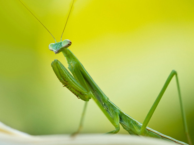 Grasshopper closeup leaf blurry background free wallpaper - medium preview image