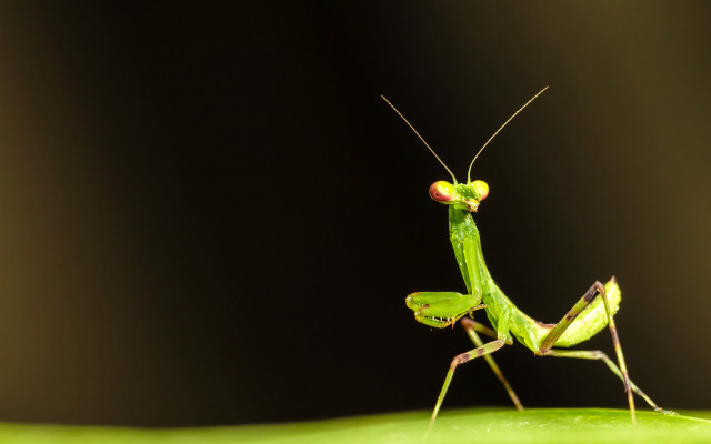 Green insect leaf red spot free wallpaper - medium preview image