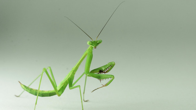 Praying female macro fishing antennae free wallpaper - medium preview image