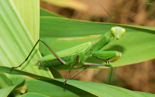 Green praying mantissa leafy plant free wallpaper - medium preview image