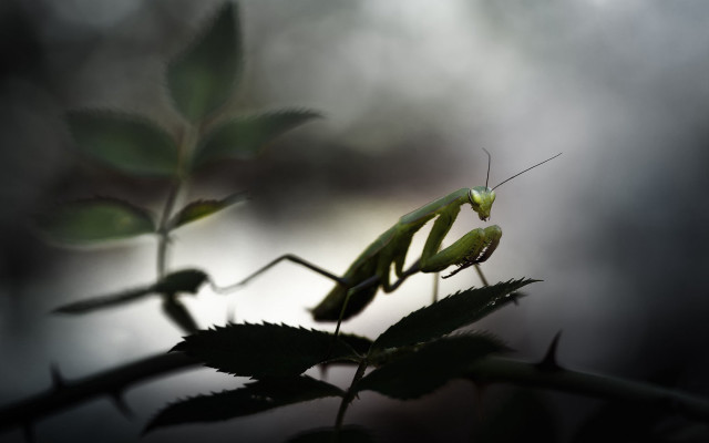 Praying mantis branch leaves blurred free wallpaper - medium preview image