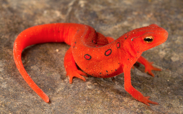 Red lizard rock black spot free wallpaper - medium preview image