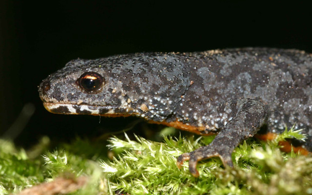 Lizard closeup mossy surface black free wallpaper - medium preview image