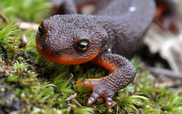 Frog orange brown mossy bokeh free wallpaper - medium preview image