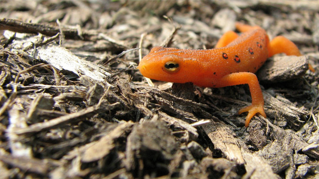Small orange lizard wood chips #2 free wallpaper - medium preview image