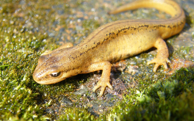 Small lizard mossy surface eyes free wallpaper - medium preview image