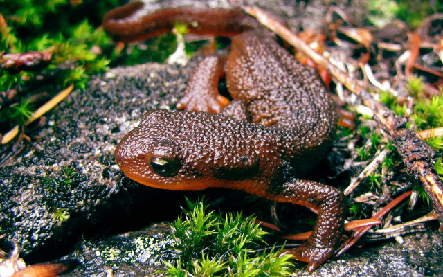 Frog rock grass moss plants free wallpaper - medium preview image