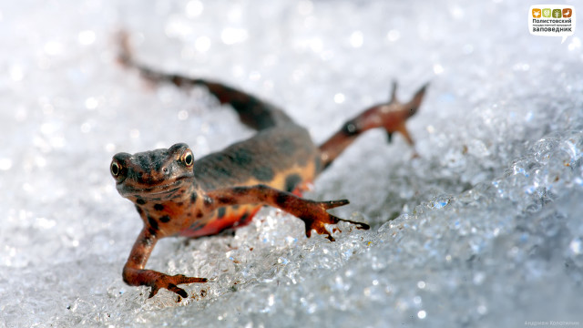 Small lizard snow ground looking free wallpaper - medium preview image