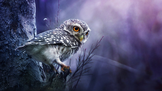 Owl perched forest night bright free wallpaper - medium preview image
