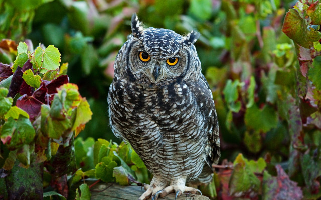 Small owl wooden post garden free wallpaper - medium preview image