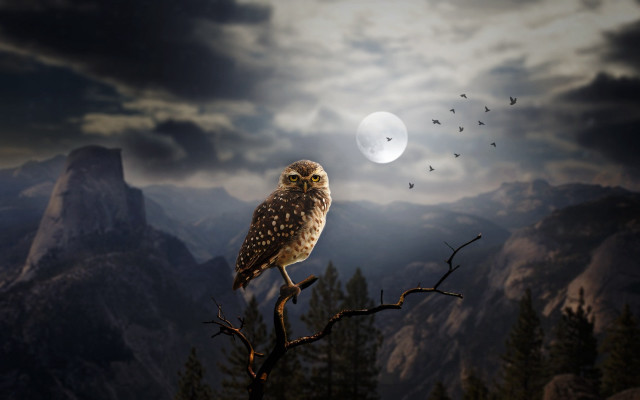 Owl tree moon mountains birds free wallpaper - medium preview image