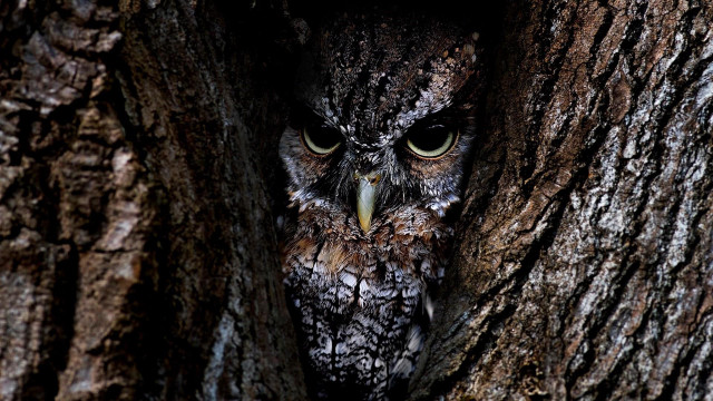 Owl peeking tree trunk wide free wallpaper - medium preview image