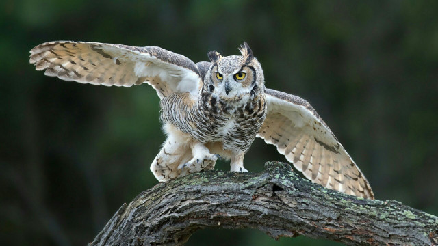 Bird wings spread sitting branch free wallpaper - medium preview image