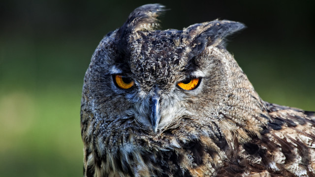 Owl yellow eyes blurry background #4 free wallpaper - medium preview image