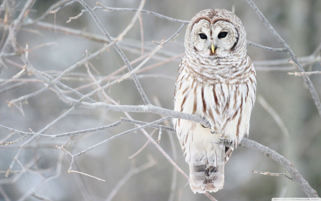 White owl tree branch forest free wallpaper - medium preview image