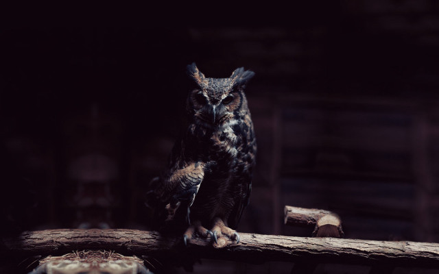 Owl branch dark room wooden #2 free wallpaper - medium preview image