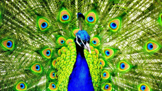 Peacock feathers spread blue green #3 free wallpaper - medium preview image
