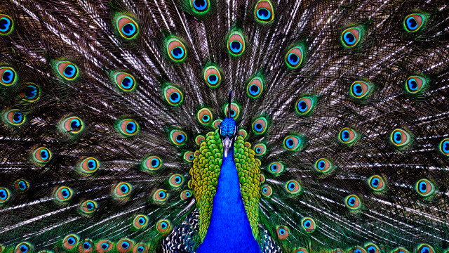 Peacock feathers spread out tail #2 free wallpaper - medium preview image