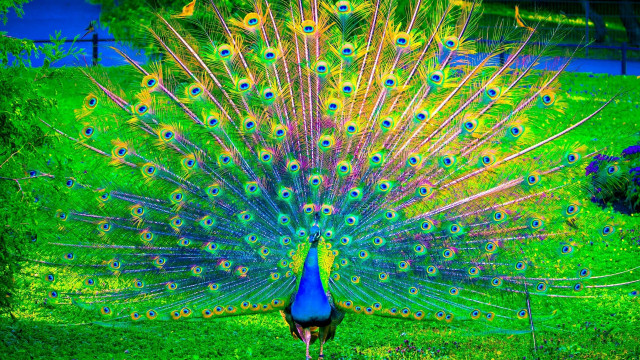 Peacock feathers spread grass tail free wallpaper - medium preview image