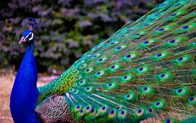 Peacock feathers spread tail display #2 free wallpaper - medium preview image