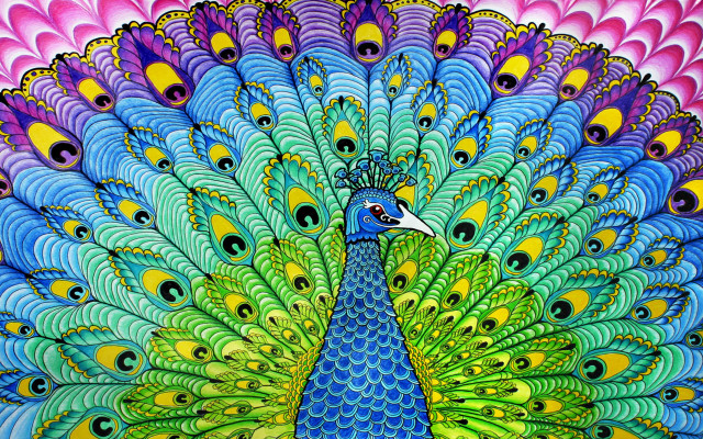 Colorful peacock feathers spread blue free wallpaper - medium preview image