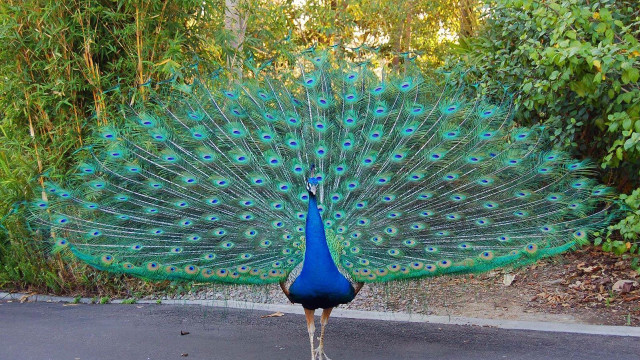 Peacock feathers street trees background #2 free wallpaper - medium preview image
