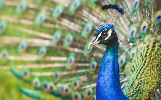 Peacock feathers spread out tail #6 free wallpaper - medium preview image