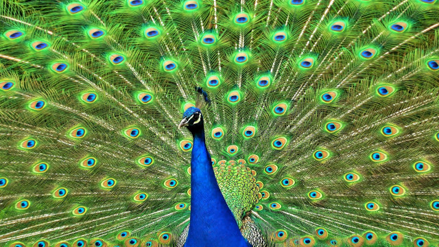 Peacock feathers spread blue green #2 free wallpaper - medium preview image