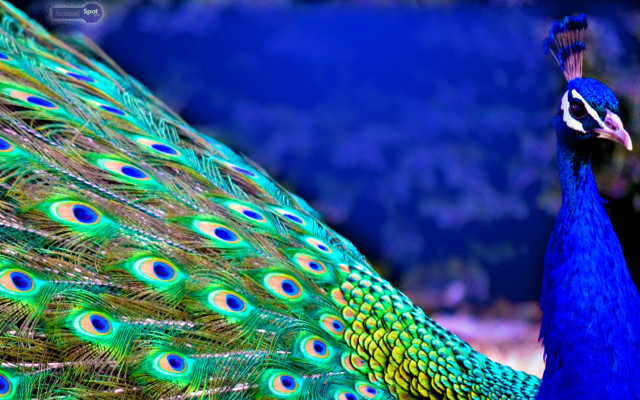 Peacock feathers spread blue background free wallpaper - medium preview image