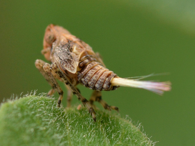 Bug closeup plant stem blurry free wallpaper - medium preview image