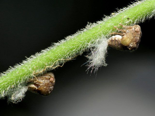 Plant bugs closeup black background free wallpaper - medium preview image