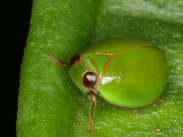 Green bug leaf black spot free wallpaper - medium preview image