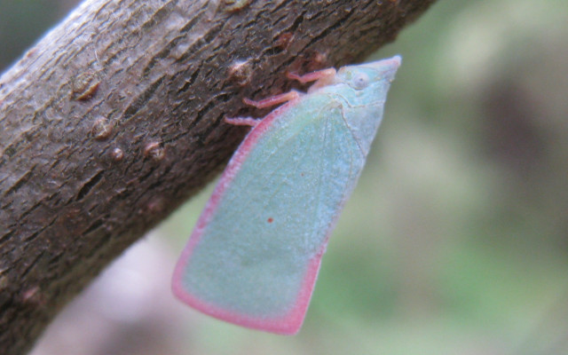 Blue pink insect tree branch free wallpaper - medium preview image