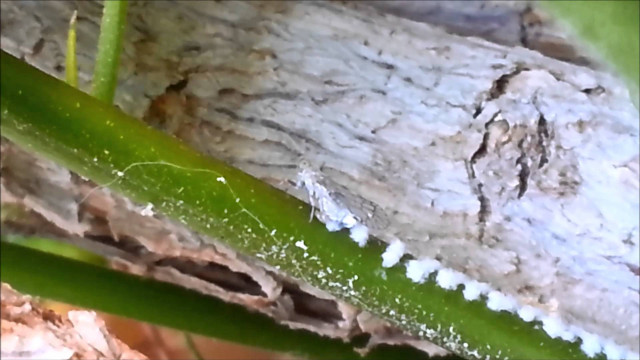 Plant bug closeup tree trunk free wallpaper - medium preview image