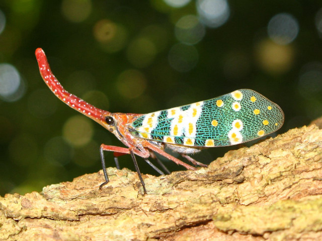 Colorful insect tree branch sun free wallpaper - medium preview image