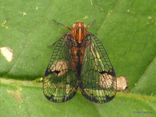 Close up bug leaf nearby free wallpaper - medium preview image