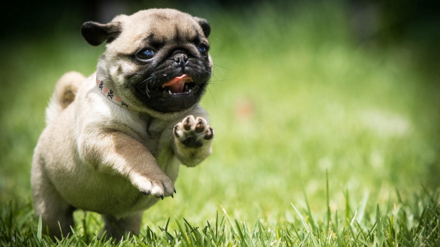 Pug running grass paw open free wallpaper - medium preview image