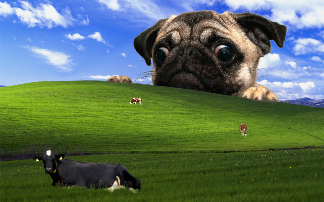 Pug cows green hill surrealism free wallpaper - medium preview image