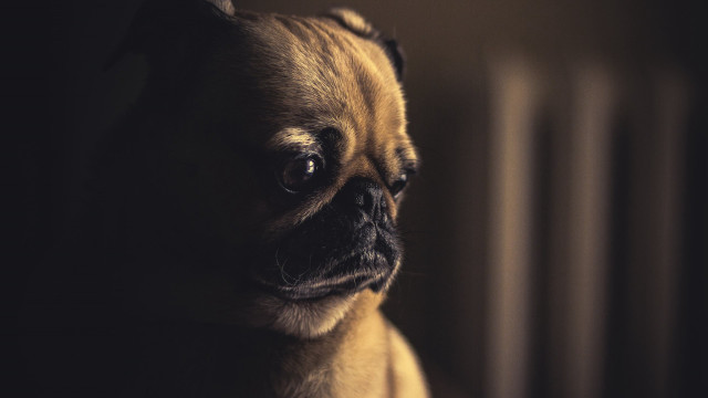 Small dog sad looking camera #2 free wallpaper - medium preview image