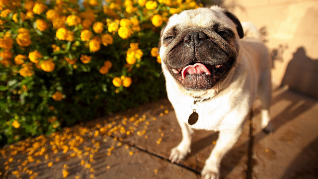 Small pug dog sidewalk mouth free wallpaper - medium preview image