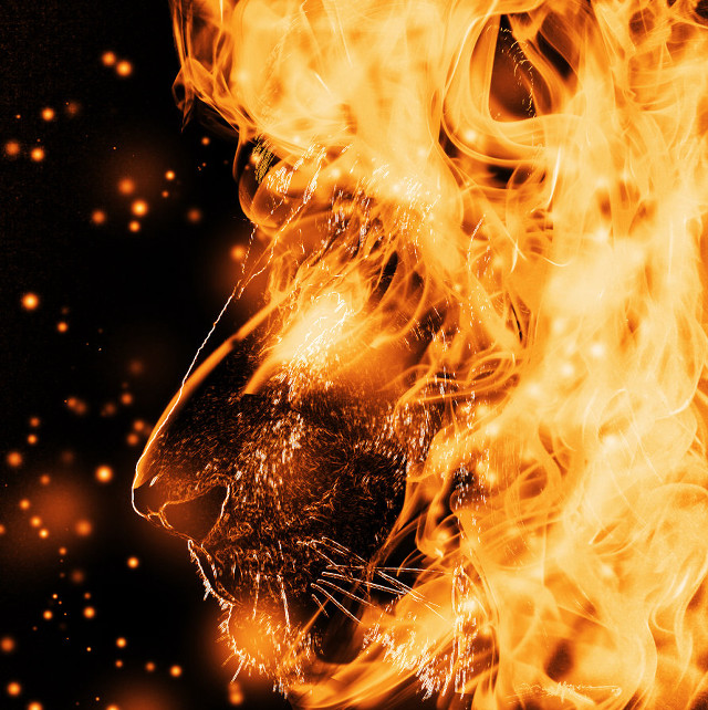 Lion flames black yellow background free wallpaper - medium preview image