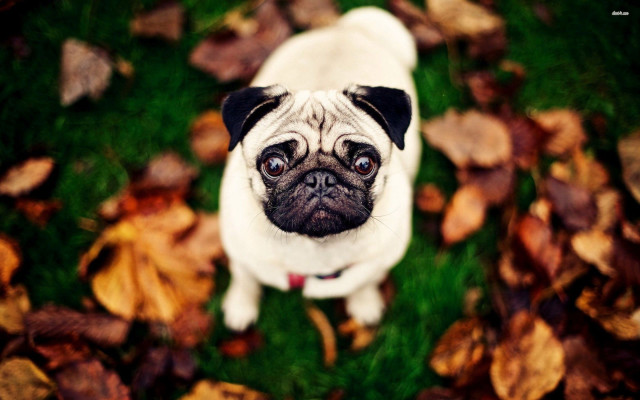 Small pug dog grass leaves free wallpaper - medium preview image