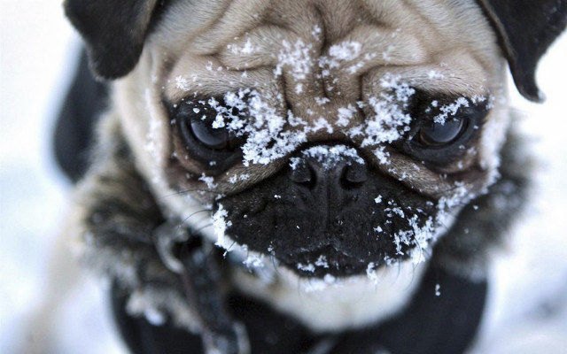 Pug snow sad looking camera free wallpaper - medium preview image