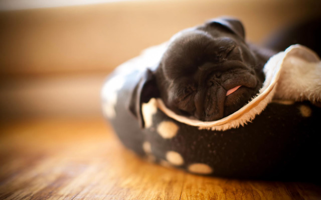 Small dog sleeping bed blanket free wallpaper - medium preview image