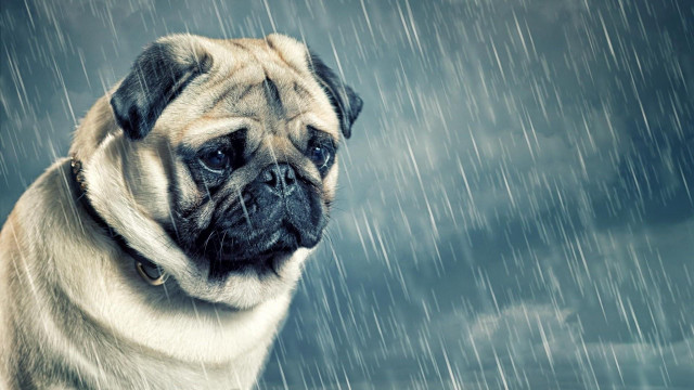 Pug dog sitting rain sad free wallpaper - medium preview image